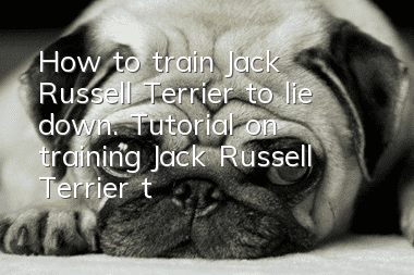 How to train Jack Russell Terrier to lie down. Tutorial on training Jack Russell Terrier to lie down.