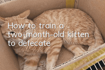 How to train a two-month-old kitten to defecate