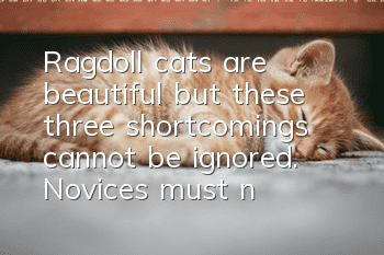 Ragdoll cats are beautiful, but these three shortcomings cannot be ignored. Novices must not keep them.