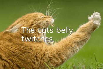 The cat's belly twitches