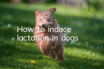 How to induce lactation in dogs