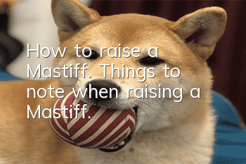 How to raise a Mastiff. Things to note when raising a Mastiff.