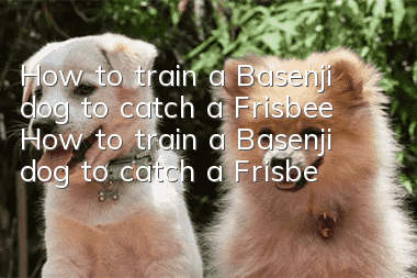 How to train a Basenji dog to catch a Frisbee How to train a Basenji dog to catch a Frisbee