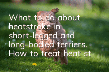 What to do about heatstroke in short-legged and long-bodied terriers. How to treat heat stroke in short-legged and long-bodied terriers.