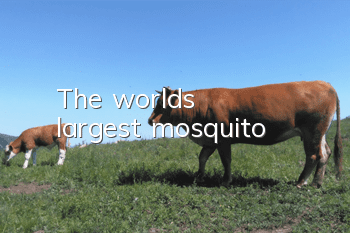 The world's largest mosquito