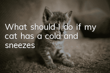 What should I do if my cat has a cold and sneezes?