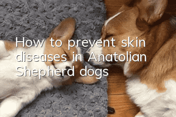 How to prevent skin diseases in Anatolian Shepherd dogs