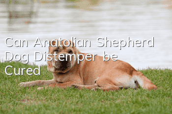 Can Anatolian Shepherd Dog Distemper be Cured?