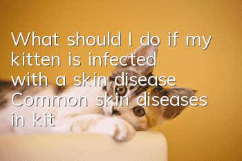 What should I do if my kitten is infected with a skin disease? Common skin diseases in kittens