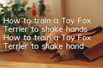 How to train a Toy Fox Terrier to shake hands How to train a Toy Fox Terrier to shake hands