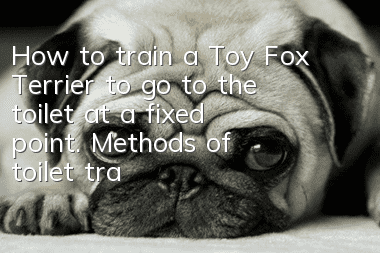 How to train a Toy Fox Terrier to go to the toilet at a fixed point. Methods of toilet training for a Toy Fox Terrier.