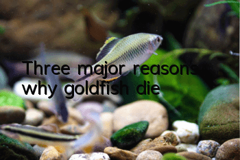 Three major reasons why goldfish die