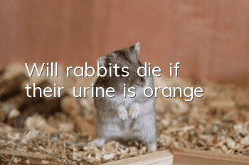 Will rabbits die if their urine is orange?