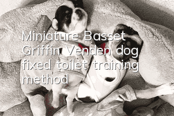 Miniature Basset Griffin Vendéen dog fixed toilet training method