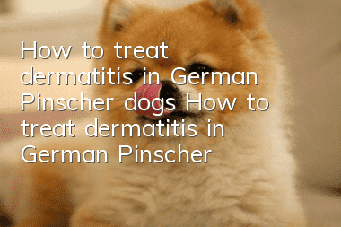 How to treat dermatitis in German Pinscher dogs How to treat dermatitis in German Pinscher dogs