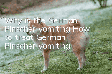 Why is the German Pinscher vomiting? How to treat German Pinscher vomiting?