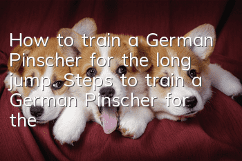 How to train a German Pinscher for the long jump. Steps to train a German Pinscher for the long jump.