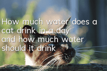 How much water does a cat drink in a day, and how much water should it drink?