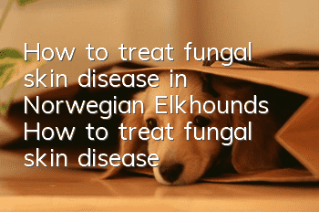 How to treat fungal skin disease in Norwegian Elkhounds How to treat fungal skin disease