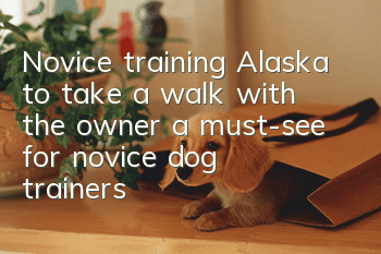 Novice training Alaska to take a walk with the owner, a must-see for novice dog trainers!