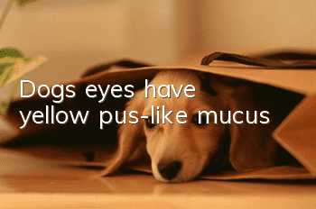 Dog's eyes have yellow pus-like mucus