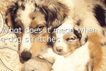 What does it mean when a dog stretches?