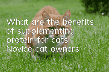 What are the benefits of supplementing protein for cats? Novice cat owners!