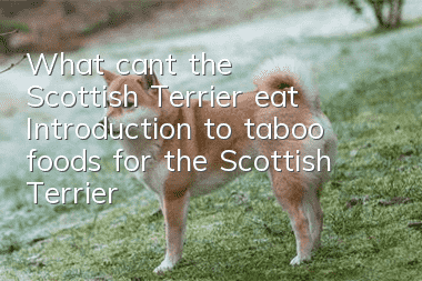 What can’t the Scottish Terrier eat? Introduction to taboo foods for the Scottish Terrier