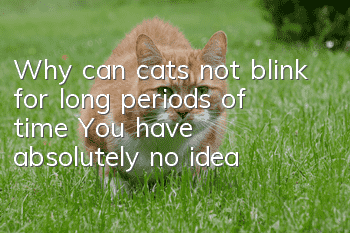 Why can cats not blink for long periods of time? You have absolutely no idea!