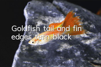 Goldfish tail and fin edges turn black