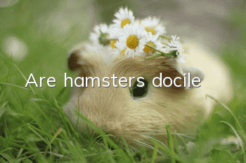 Are hamsters docile?