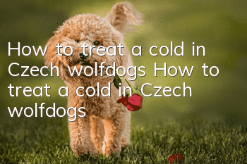 How to treat a cold in Czech wolfdogs How to treat a cold in Czech wolfdogs