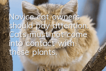 Novice cat owners should pay attention. Cats must not come into contact with these plants.