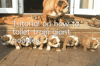 Tutorial on how to toilet train giant poodles