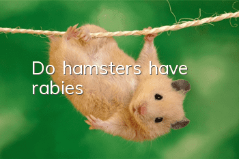 Do hamsters have rabies?