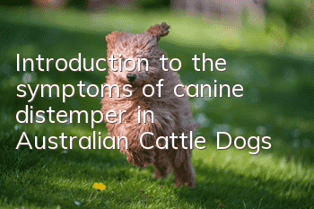 Introduction to the symptoms of canine distemper in Australian Cattle Dogs