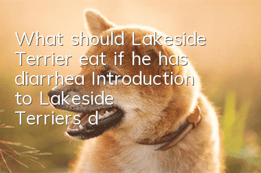 What should Lakeside Terrier eat if he has diarrhea? Introduction to Lakeside Terrier’s diet when he has diarrhea.