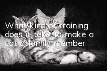 What kind of training does it take to make a cat a family member?