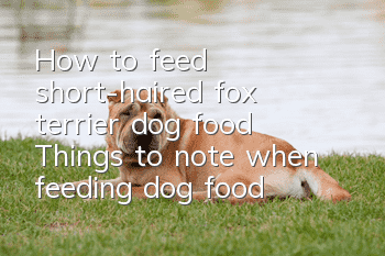 How to feed short-haired fox terrier dog food? Things to note when feeding dog food