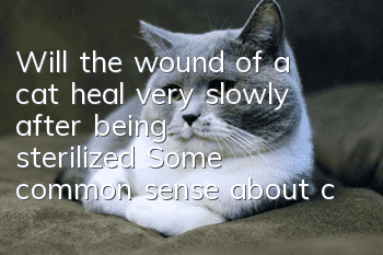 Will the wound of a cat heal very slowly after being sterilized? Some common sense about cat sterilization!