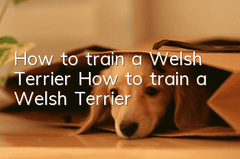 How to train a Welsh Terrier How to train a Welsh Terrier