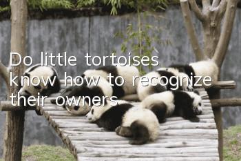 Do little tortoises know how to recognize their owners?