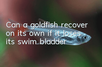 Can a goldfish recover on its own if it loses its swim bladder?