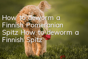 How to deworm a Finnish Pomeranian Spitz How to deworm a Finnish Spitz