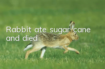 Rabbit ate sugar cane and died