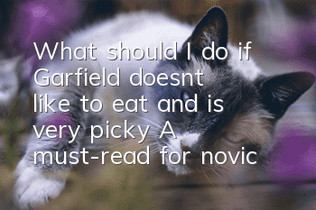 What should I do if Garfield doesn’t like to eat and is very picky? A must-read for novice cat owners!