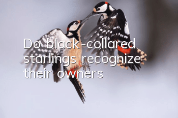 Do black-collared starlings recognize their owners?