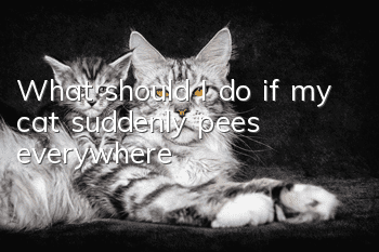 What should I do if my cat suddenly pees everywhere?