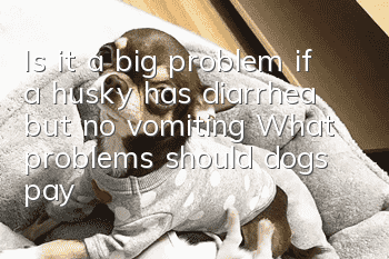 Is it a big problem if a husky has diarrhea but no vomiting? What problems should dogs pay attention to in their gastrointestinal tract?