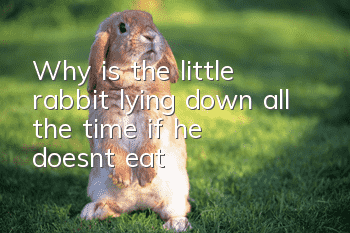 Why is the little rabbit lying down all the time if he doesn't eat?